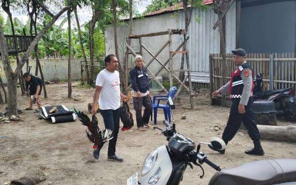 Digerebek Polisi, Pejudi Sabung Ayam di Jeneponto Kocar-kacir Kabur Digerebek Polisi, Pejudi Sabung Ayam di Jeneponto Kocar-kacir Kabur