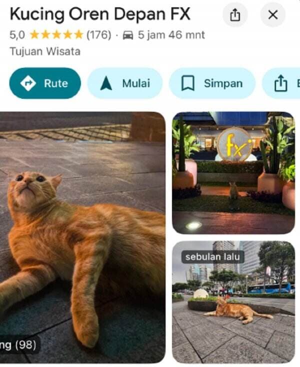 Viral Kucing Oren Depan FX Sudirman Sampai Masuk Google Maps Viral Kucing Oren Depan FX Sudirman Sampai Masuk Google Maps