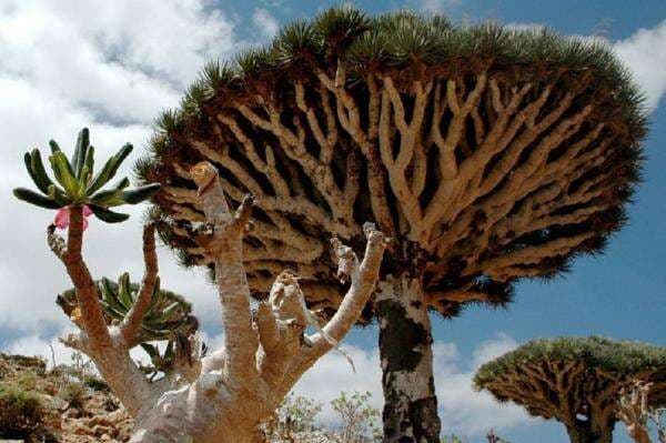 Saudi Gempur Yaman, 3 WNI Terjebak di Pulau Dajjal Socotra Saudi Gempur Yaman, 3 WNI Terjebak di Pulau Dajjal Socotra