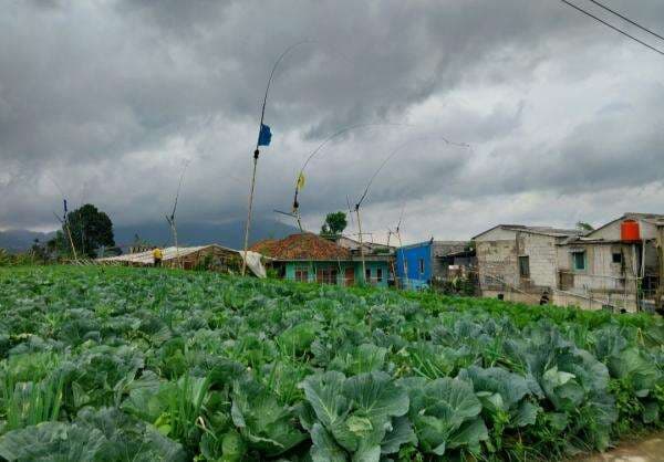 Musim Angin, Warga di Lereng Kaki Gunung Gede Pangarango Manfaatkan dengan Main Kolecer Musim Angin, Warga di Lereng Kaki Gunung Gede Pangarango Manfaatkan dengan Main Kolecer