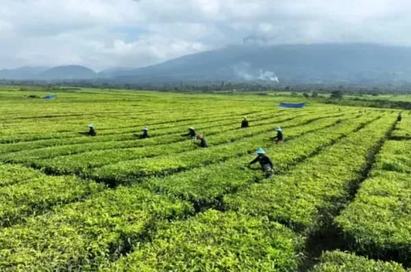 Heboh Isu Kebun Teh Disulap Jadi Lahan Kelapa Sawit, Ini Faktanya Heboh Isu Kebun Teh Disulap Jadi Lahan Kelapa Sawit, Ini Faktanya