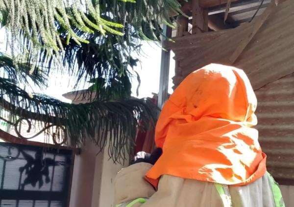 Warga Pulo Lor Disengat Tawon saat Evakuasi Mandiri, Damkar Jombang Turun Tangan Warga Pulo Lor Disengat Tawon saat Evakuasi Mandiri, Damkar Jombang Turun Tangan