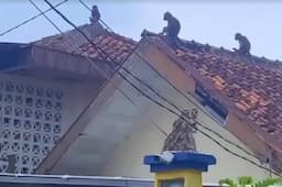 Edan, Gerombolan Monyet Liar Masuk Kota Bandung, Nongkrong di Atap Rumah dan Gedung