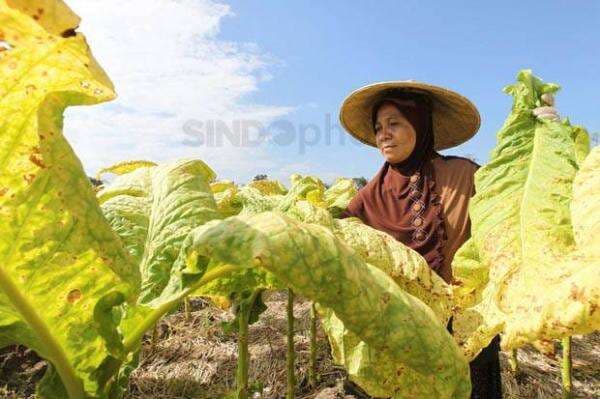 Efek FCTC Bikin Pelaku Industri Tembakau Was-was Efek FCTC Bikin Pelaku Industri Tembakau Was-was