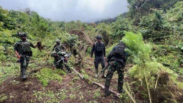 Satgas TNI Temukan 4 Kebun Ganja Tersembunyi di Papua Pegunungan Satgas TNI Temukan 4 Kebun Ganja Tersembunyi di Papua Pegunungan