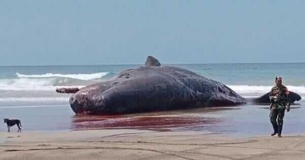Paus Sperma yang Terdampar di Pantai Pindu Hurani Mulai Membusuk, Bangkainya akan Dibakar? Paus Sperma yang Terdampar di Pantai Pindu Hurani Mulai Membusuk, Bangkainya akan Dibakar?