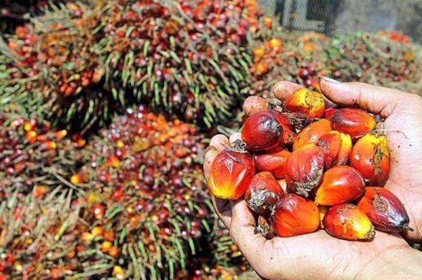 Digerebek Polisi, Pencuri Kelapa Sawit di Muaro Jambi Kabur Terjun ke Sungai Digerebek Polisi, Pencuri Kelapa Sawit di Muaro Jambi Kabur Terjun ke Sungai