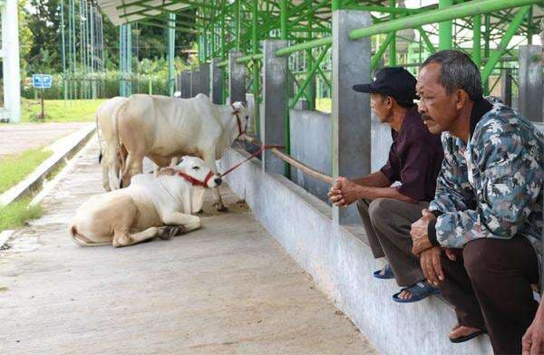 Cegah Penularan PMK, Pasar Hewan Terpadu Pengasih Ditutup Cegah Penularan PMK, Pasar Hewan Terpadu Pengasih Ditutup
