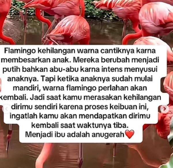 Viral di Medsos Istilah Flamingo Era, Apa Artinya? Viral di Medsos Istilah Flamingo Era, Apa Artinya?