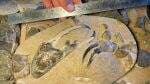 Fosil Cakar Kepiting Raksasa Ditemukan di Selandia Baru