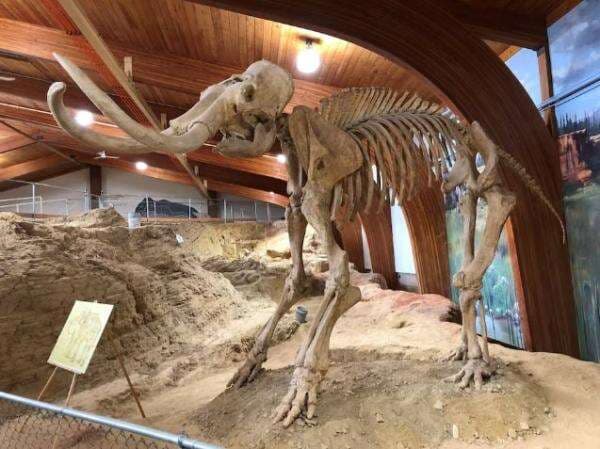 Ilmuwan Ungkap Manusia Purba di Amerika Utara Konsumsi Daging Mammoth Ilmuwan Ungkap Manusia Purba di Amerika Utara Konsumsi Daging Mammoth