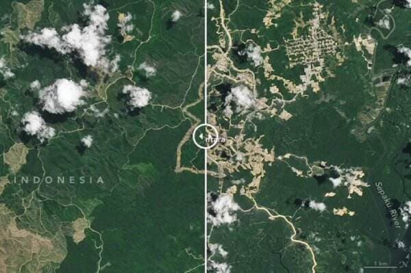 Foto NASA Ungkap Deforestrasi Massif akibat Pembangunan IKN