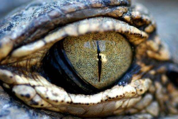 Fungsi dan Cara Kerja Selaput Mata Buaya, Rahasia Unik Sang Predator Fungsi dan Cara Kerja Selaput Mata Buaya, Rahasia Unik Sang Predator