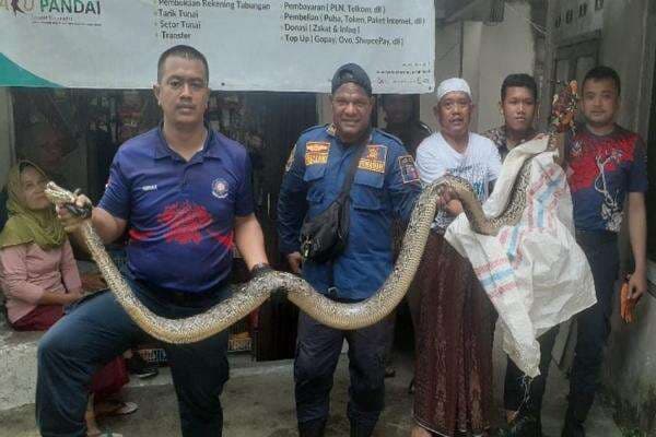 Geger! Ular Sanca Sepanjang 4 Meter Muncul dari Kloset Jongkok Geger! Ular Sanca Sepanjang 4 Meter Muncul dari Kloset Jongkok