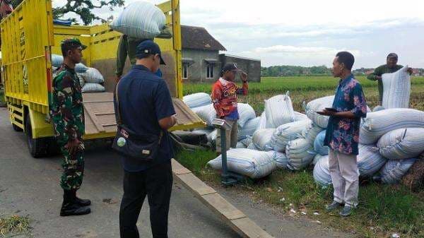 Hadapi Puncak Panen, Bulog Kediri Realisasikan Penyerapan Gabah Petani Terbesar di Jatim Hadapi Puncak Panen, Bulog Kediri Realisasikan Penyerapan Gabah Petani Terbesar di Jatim