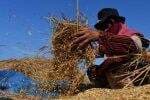 Harga Gabah Ambles Sentuh Rp5.300, Swasembada Terancam Gagal Harga Gabah Ambles Sentuh Rp5.300, Swasembada Terancam Gagal