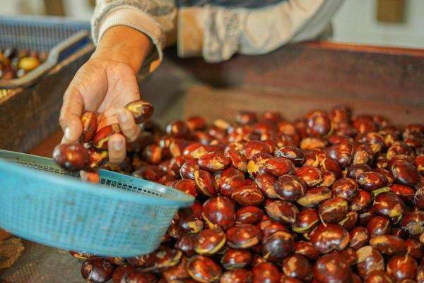Penyebab Harga Jengkol Bisa Setara Daging Sapi Penyebab Harga Jengkol Bisa Setara Daging Sapi