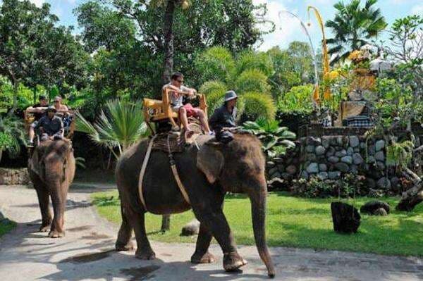 Harga Tiket Masuk Bali Zoo, Destinasi yang Dikunjungi Jokowi dan Keluarga di Momen Liburan Lebaran Harga Tiket Masuk Bali Zoo, Destinasi yang Dikunjungi Jokowi dan Keluarga di Momen Liburan Lebaran