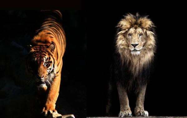 Harimau Lawan Singa Siapa yang Menang? Ini Jawabannya Harimau Lawan Singa Siapa yang Menang? Ini Jawabannya
