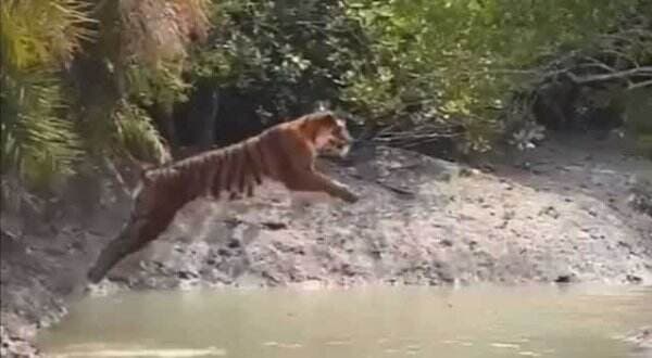 Harimau Melompat Sejauh 6 Meter Terekam Kamera Pengawas