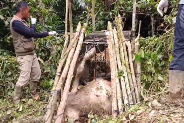 Harimau Sumatera yang Diduga Sering Memangsa Ternak Warga Ditangkap, Dievakuasi ke Bukittinggi Zoo Harimau Sumatera yang Diduga Sering Memangsa Ternak Warga Ditangkap, Dievakuasi ke Bukittinggi Zoo