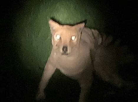 Harimau Tasmania Terlihat Berkeliaran Setelah Heboh Jejak Loreng Jawa Harimau Tasmania Terlihat Berkeliaran Setelah Heboh Jejak Loreng Jawa