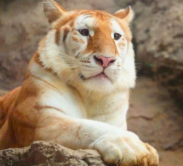 Wajah Imut Harimau Emas Super Langka Bikin Jatuh Hati Netizen, Tandingi Popularitas Kuda Nil Moo Deng? Wajah Imut Harimau Emas Super Langka Bikin Jatuh Hati Netizen, Tandingi Popularitas Kuda Nil Moo Deng?