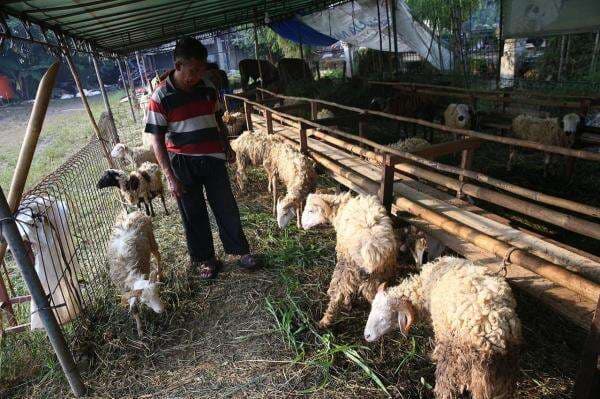 Hukum Membagikan Daging Kurban kepada Nonmuslim, Boleh atau Dilarang? Hukum Membagikan Daging Kurban kepada Nonmuslim, Boleh atau Dilarang?