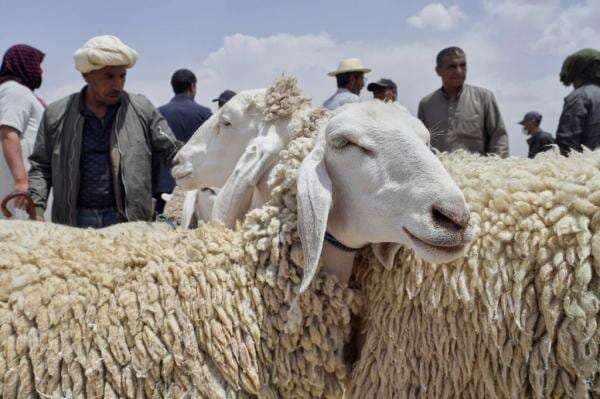 Intip Harga Kambing Kurban di Negara-Negara Muslim, Ternyata Indonesia Paling Murah Intip Harga Kambing Kurban di Negara-Negara Muslim, Ternyata Indonesia Paling Murah