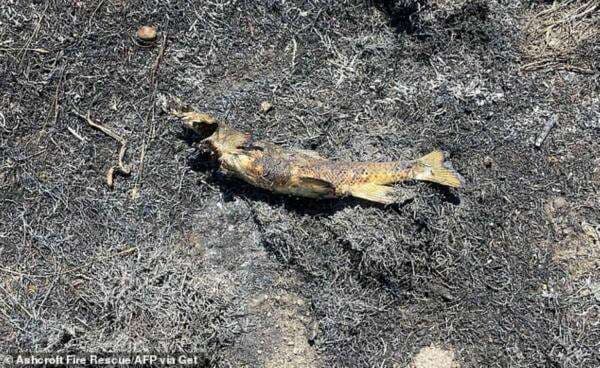 Ikan Jatuh dari Langit Picu Kebakaran Hutan? Ikan Jatuh dari Langit Picu Kebakaran Hutan?