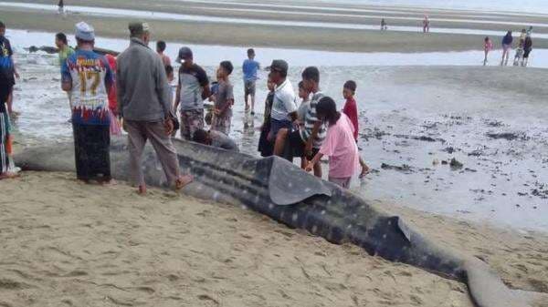 Viral Ikan Hiu Paus Sepanjang 6 Meter Terdampar di Pantai Kolaka Utara Viral Ikan Hiu Paus Sepanjang 6 Meter Terdampar di Pantai Kolaka Utara