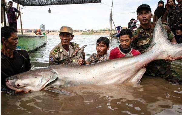 Ikan Lele Raksasa Sepanjang 2 Meter Ditemukan di Sungai Kamboja, Ini Penampakannya Ikan Lele Raksasa Sepanjang 2 Meter Ditemukan di Sungai Kamboja, Ini Penampakannya