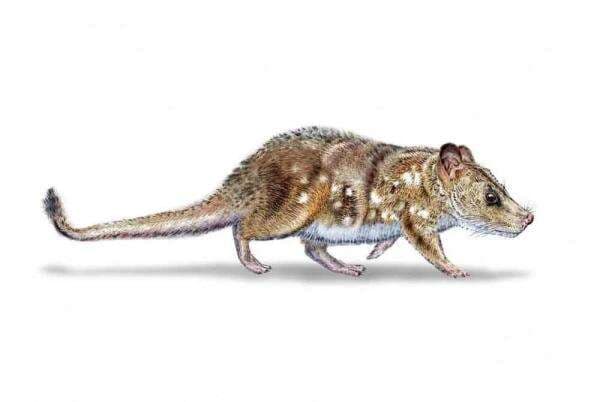 Ilmuwan Temukan Fosil Mamalia Terkecil Berusia 74 Juta Tahun Ilmuwan Temukan Fosil Mamalia Terkecil Berusia 74 Juta Tahun