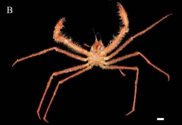 Ilmuwan Temukan Spesies Kepiting Baru, dengan Cakar Setajam Silet Ilmuwan Temukan Spesies Kepiting Baru, dengan Cakar Setajam Silet