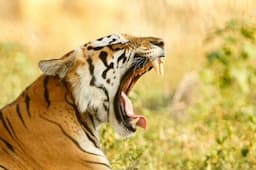 Ini 4 Harimau Terbuas di Dunia, No 3 dari Indonesia