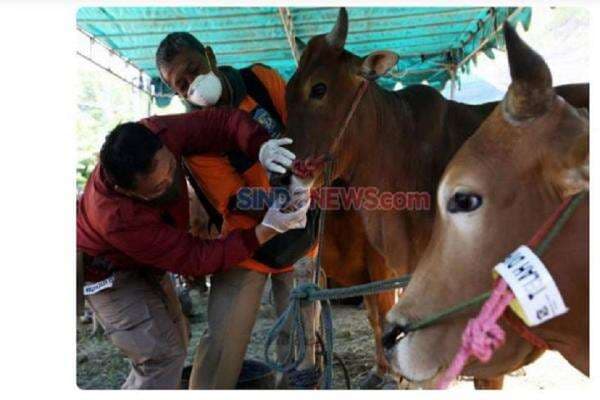 Ini Batas Waktu Penyembelihan Hewan Kurban, Catat Ya! Ini Batas Waktu Penyembelihan Hewan Kurban, Catat Ya!