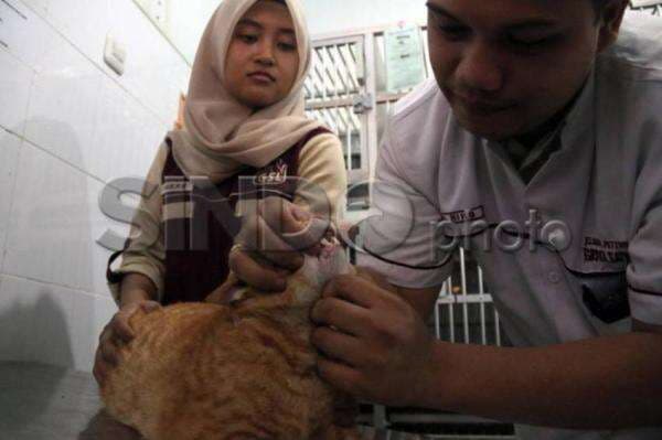 IPB Buka Penitipan Hewan Peliharaan Terbesar se-Asia Tenggara, Cek Fasilitasnya IPB Buka Penitipan Hewan Peliharaan Terbesar se-Asia Tenggara, Cek Fasilitasnya