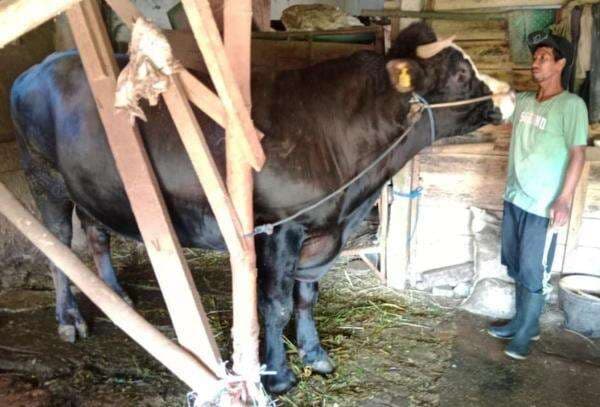 Jamu Tradisional Jadi Rahasia Ramuan Sapi Milik Presiden Prabowo Subianto Besar Jamu Tradisional Jadi Rahasia Ramuan Sapi Milik Presiden Prabowo Subianto Besar