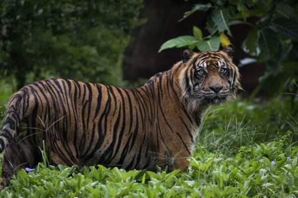Jangan Salah, Ini Perbedaan Harimau Sumatera Jantan dan Betina
