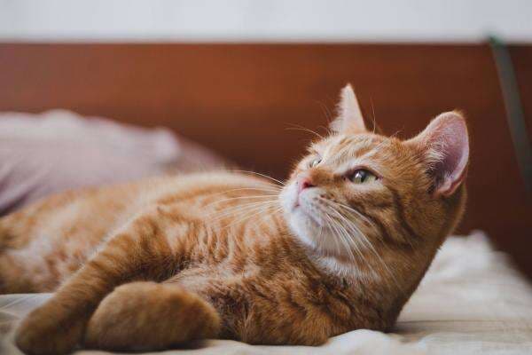 Jawaban Kenapa Kucing Berwarna Oranye Punya Banyak Kelebihan Akhirnya Terungkap Jawaban Kenapa Kucing Berwarna Oranye Punya Banyak Kelebihan Akhirnya Terungkap