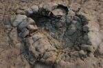 Jejak Kaki Dinosaurus Terbesar Megalosaurus Ditemukan, Segini Ukurannya Jejak Kaki Dinosaurus Terbesar Megalosaurus Ditemukan, Segini Ukurannya