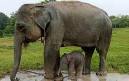 Kabar Baik, Taman Nasional Way Kambas Tambah Penghuni Baru Usai Anak Gajah Pleno Lahir