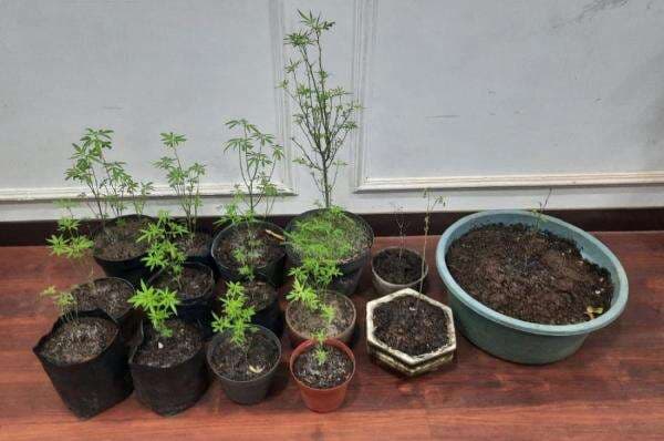 Miris! Seorang Kakek Bercocok Tanam Ganja di Usia Senja Miris! Seorang Kakek Bercocok Tanam Ganja di Usia Senja