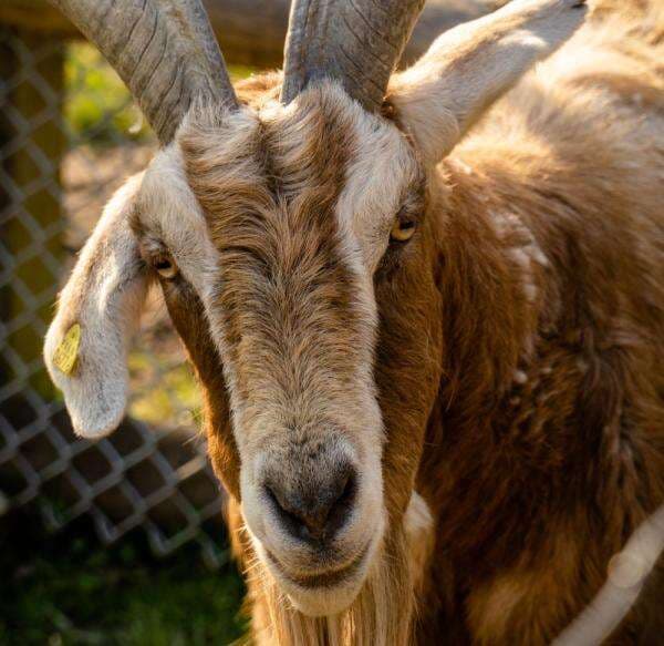 Benarkah Torpedo Kambing Bikin Pria Jantan Makin 'Greng'? Benarkah Torpedo Kambing Bikin Pria Jantan Makin 'Greng'?
