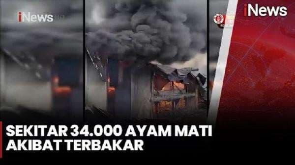 Kandang Ayam Bernilai Miliaran di Jember Terbakar, 34.000 Ternak Mati Terpanggang Kandang Ayam Bernilai Miliaran di Jember Terbakar, 34.000 Ternak Mati Terpanggang