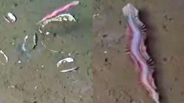 Karpet Ajaib Hidup Ditemukan di Kosta Rita, Spesies Cacing yang Jadi incaran Penelitian Karpet Ajaib Hidup Ditemukan di Kosta Rita, Spesies Cacing yang Jadi incaran Penelitian