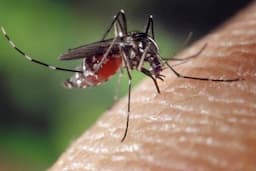 Kasus Demam Berdarah Dengue di Jatim Meningkat Tajam, Capai 3.638 Orang