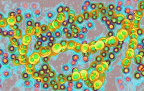 Kasus Infeksi Bakteri Berbahaya di Jepang Melonjak Pecahkan Rekor