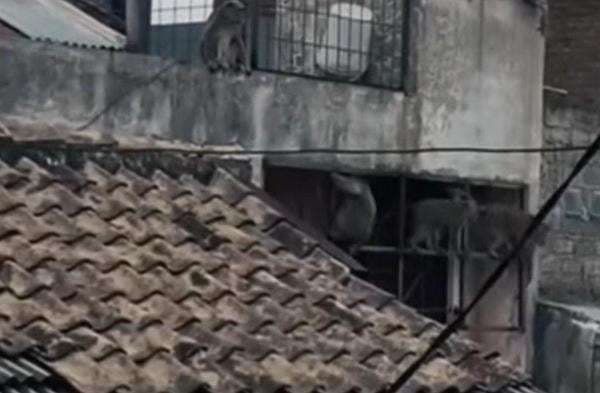 Kawanan Monyet Berkeliaran di Rumah Warga, Diskar Bandung: Harus Dilumpuhkan! Kawanan Monyet Berkeliaran di Rumah Warga, Diskar Bandung: Harus Dilumpuhkan!