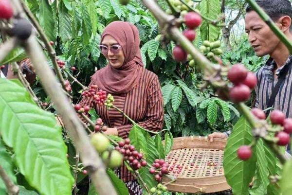 Kawasan Kebun Kopi Desa Bangelan Malang Bisa Jadi Herritage Dunia Kawasan Kebun Kopi Desa Bangelan Malang Bisa Jadi Herritage Dunia